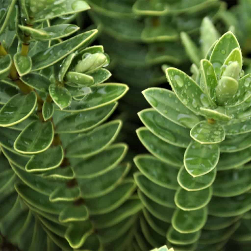 Hebe 'Wiri Mist' 20-30 cm